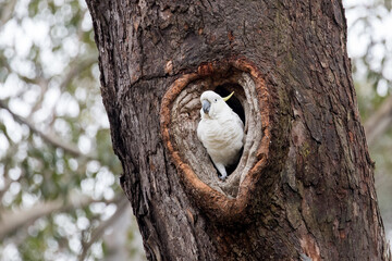 Sulphur-crested Cockatoo at entrance to it's heart shaped nest hole