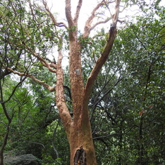 Fototapeta premium tree in the forest