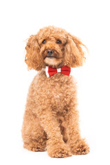 Red poodle isolated on white background