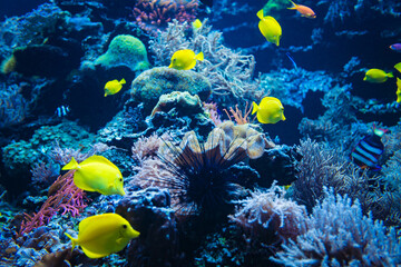Fototapeta na wymiar Coral reef and fish underwater photo. Underwater world scene.