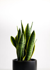Sansseveria plant on white background