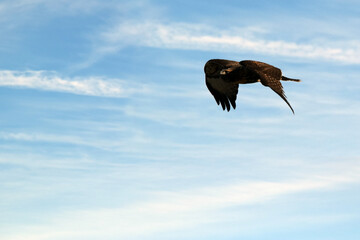 Hawk Flying