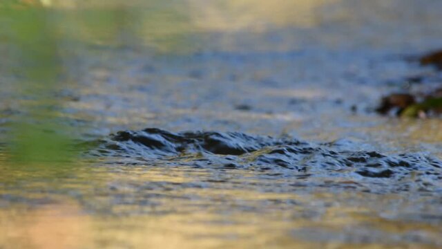 尽きることなくさらさら流れる清流の流れ