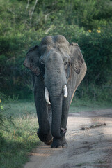 Tusker elephant in Yala  National Park, Sri Lanka
