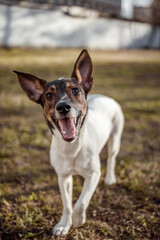 A dog playing in the park in the morning