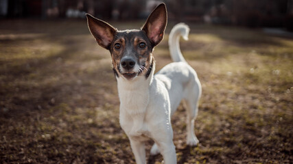 A dog playing in the park in the morning