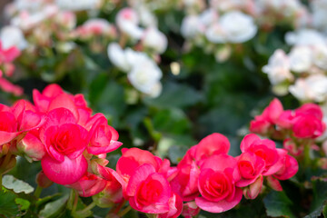 Garden of colorful begonia flowers (Tuberous rooted begonia).
