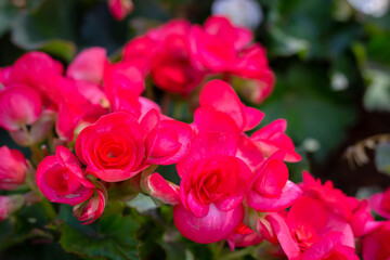 Garden of colorful begonia flowers (Tuberous rooted begonia).
