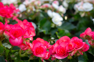 Garden of colorful begonia flowers (Tuberous rooted begonia).