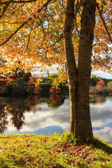 Autumn trees with golden-red foliage growing on the shore of a placid lake