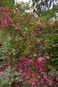Floral. Landscaping. Portrait of a Camellia x williamsii Mary Christian hybrid blooming pink flowers in the garden. Beautiful petals and texture. 