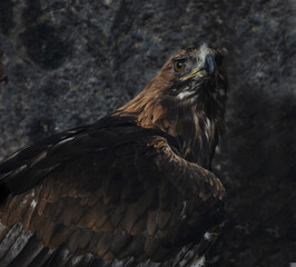 Eagle.