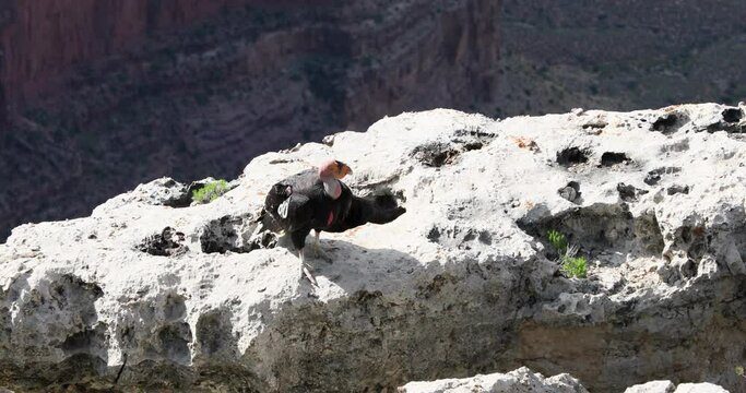 Grand Canyon Arizona tagged California Condor open wings. Tourists beautiful dangerous cliff lookout. Home to endangered Condor birds Largest North American land bird. Critically endangered.