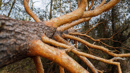 Fallen tree on beach. Beautiful motive photo