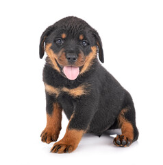 puppy rottweiler in studio