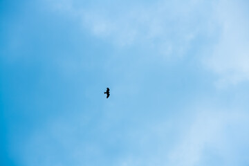Obraz na płótnie Canvas Bird of prey flies high in blue sky