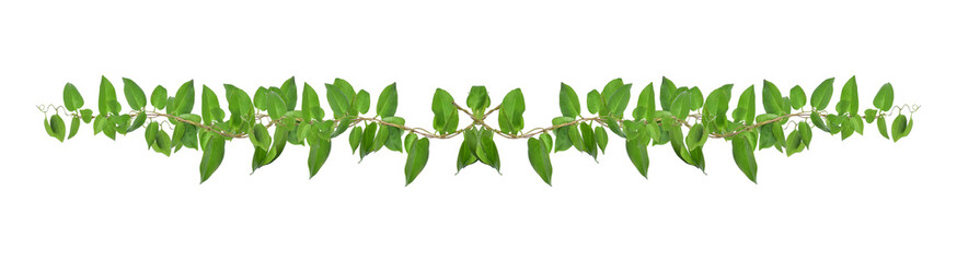 Green leaves nature frame border of devil's ivy or golden pothos the tropical foliage plant on...