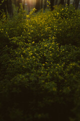 Wallpaper of bushes at summer sunset