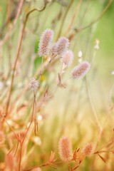 pink flowers in spring