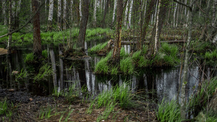 Obraz premium Beautiful atmospheric swamp in a forest