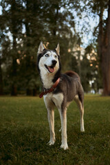 Dog breed husky in the Park on the green grass in the spring in a playful mood