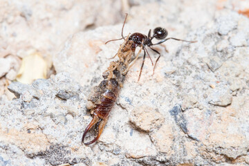 Messor barbarus ants dragging the body os a Forficula auricularia