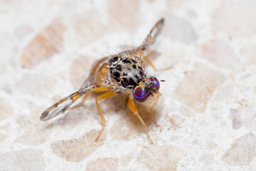 Mediterranean fruit fly, Ceratitis capitata, posed on the floor