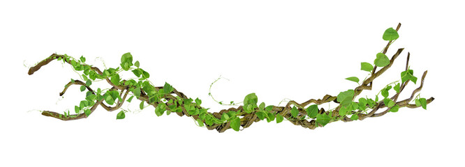 circular vine at the roots. Bush grape or three-leaved wild vine cayratia (Cayratia trifolia) liana ivy plant bush, nature frame jungle border, isolated on white background with clipping path included - obrazy, fototapety, plakaty