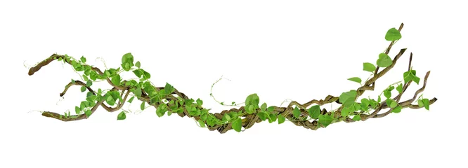 Foto op Canvas circular vine at the roots. Bush grape or three-leaved wild vine cayratia (Cayratia trifolia) liana ivy plant bush, nature frame jungle border, isolated on white background with clipping path included © nature design