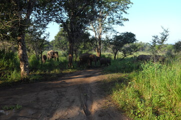 Elephant family in Sri Lanka © TATSUYA
