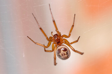 Hairy Steatoda nobilis spider waiting for preys in his web