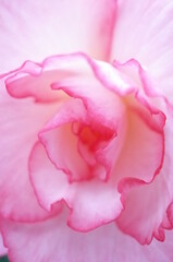Obraz na płótnie Canvas Soft White and Light Pink Hemmed Flower Center of Begonia 