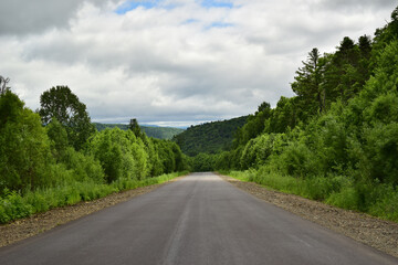 Fototapeta na wymiar Paved road with green forest. Overcast sky.