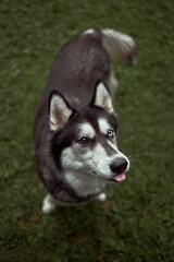 Dog breed husky in the Park on the green grass in the spring in a playful mood