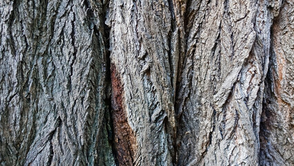 Bark of an old tree, texture. The background is an uneven folded surface, different shades of brown.