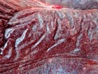 raw meat, Meat Texture for background, Texture of meat