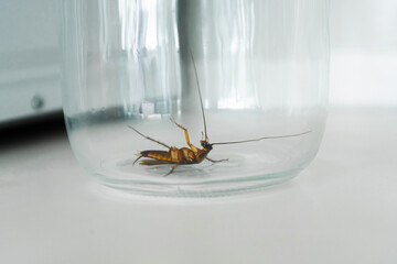 Cockroach in a glass jar in the kitchen