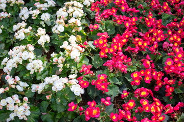 Garden of colorful begonia flowers (Tuberous rooted begonia).