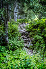 Fototapeta premium Footpath in coniferous forest, Western Tatras mountains, Slovakia