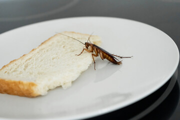 A cockroach is sitting on a piece of bread in a plate in the kitchen. Cockroaches eat my food supplies