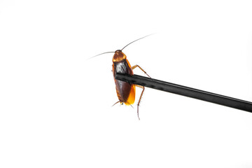 Holds a cockroach with Chinese chopsticks. Insects as food. Exotic weird food concept.