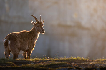 Ibex at the natural park of Creux-du-Van, Switzerland, Europe