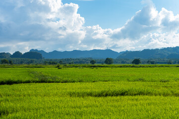 Fototapeta premium Wonderful natural landscape of Asia. View of green rice fields and mountains.