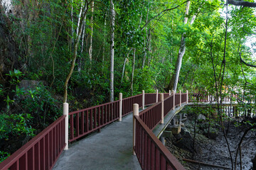 Mangrove forest by the river.Bridge over water in the forest