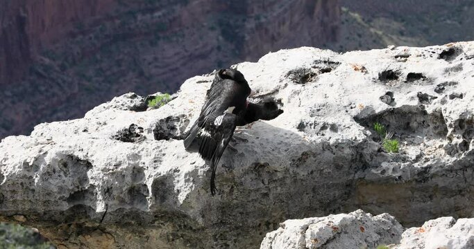 Grand Canyon Arizona tagged California Condor stretch wings. Tourists beautiful dangerous cliff lookout. Home to endangered Condor birds Largest North American land bird. Critically endangered.