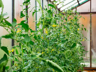 Green tomato seedlings with yellow flowers grow in a greenhouse. Background, the concept of organic healthy vegetables, without preservatives, poisons and fertilizers. Natural food products