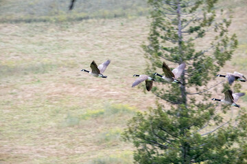 Canadian Geese in Milpitas near Sandy Wool Lake in Milpitas, California