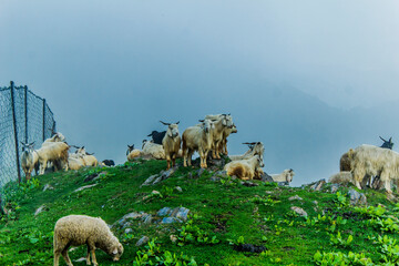 A flock of sheep sitting on a mountain