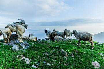 A flock of sheep sitting on a mountain