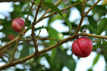 Phaleria macrocarpa, commonly known as Mahkota Dewa is a medicinal plant ftom Indonesia